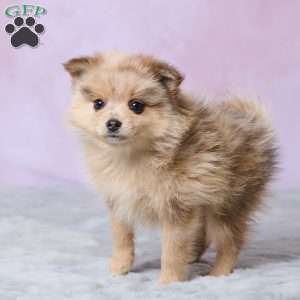 Blossom, Pomeranian Puppy